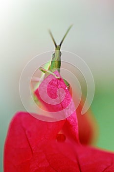 A small green bug on a red flower