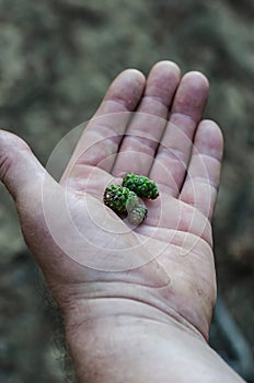 Small green bumps on the palm. Collection of natural ingredients for the manufacture of medicinal tinctures. Soft focus.