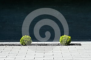 Small green bushes in a dead gravel bed in a gray pavement in front of a black stone wall, minimalist depressive abstract concept