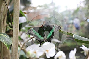 small green butterfly attached to a leaf photo