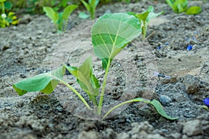 Small green cabbage plant growing in the garden