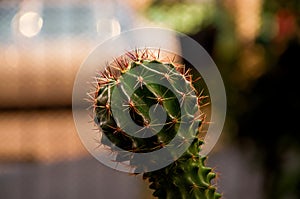 Small green cactus