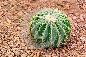 Small green cactus in desert garden