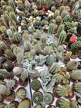 Small green cactus in pots in flower shop