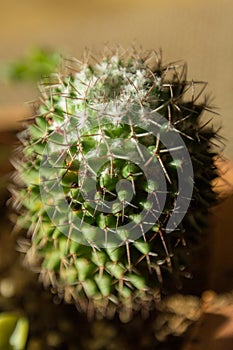 Small green cactus in soft focus