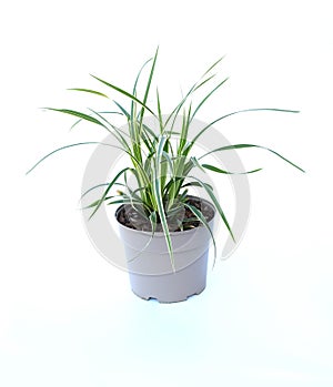 A small green carex oshimensis plant in the soft gray plastic flower pot. Carex.Oshimensis â€˜Evergoldâ€™, fountains of delicate
