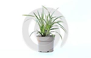 A small green carex oshimensis plant in the soft gray plastic flower pot. Carex.Oshimensis â€˜Evergoldâ€™, fountains of delicate