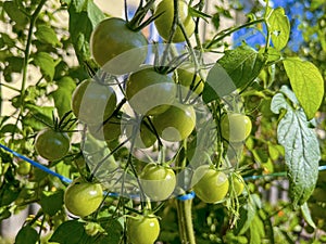small green cherry tomatoes growing in the garden