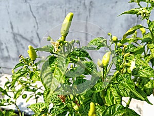 small green chilies starting to bear fruit in the garden