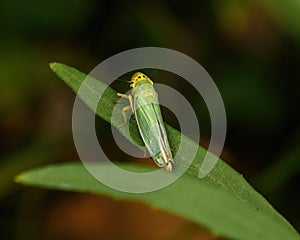 Green Cicada on a green leaf