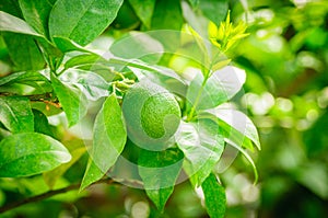 Small green citrus fruit on tree with green leaves in sunshine