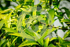 Small green citrus lime fruit on tree with green leaves in sunshine