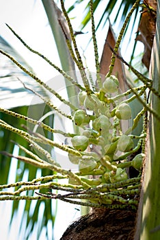 Small green coconut fruit on the tree.