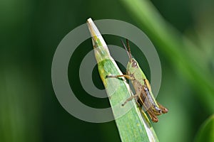A small green common grasshopper Pseudochorthippus parallelus sits on a blade of grass outdoors against a green dark background photo