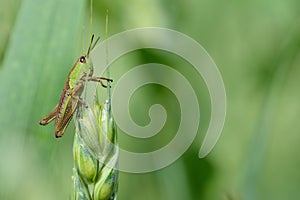 A small green common grasshopper (Pseudochorthippus parallelus) sits on an ear of corn outdoors