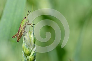 A small green common grasshopper (Pseudochorthippus parallelus) sits on an ear of corn outdoors photo