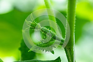 A small green cucumber in a vegetable garden in a greenhouse.