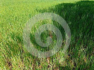 Small green ears of wheat with sunny areas and shaded areas photo
