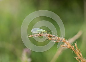 Small green Ephemeroptera mayfly insect on the grass