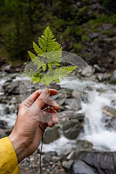 Small green fern in the hand of the traveler against the background of a mountain river and large stones. Collecting