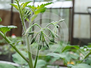 Small, green flower buds of tomato plant growing in greenhouse. Concept of vegetable seedlings, germinating seedlings