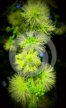 Small and green flower photo india photo