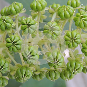 small green flowers and buds