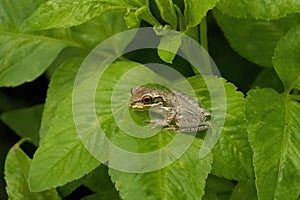 Small green frog perched atop a lush, leafy plant in Fort Pierce, Florida