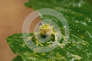 Small green frog perched on leaf