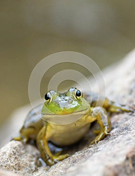 A small green frog sits on a large rock by a pond at dusk.