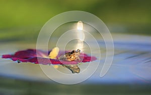 green frog sits on a mallow flower as on a raft in the water and is reflected as in a mirror in a Sunny garden