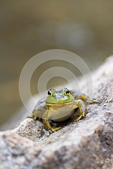 A small green frog sits on a rock by a pond at dusk.