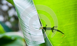 Small green gecko poking head over edge of tropical leaf