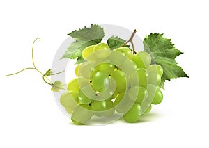 Small green grapes bunch and leaf isolated on white