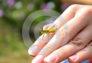 A small green grasshopper on a child`s hand close-up