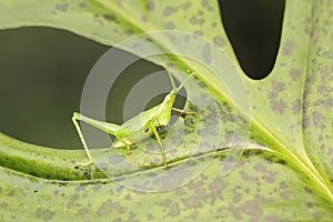 A small green grasshopper is eating young leave.
