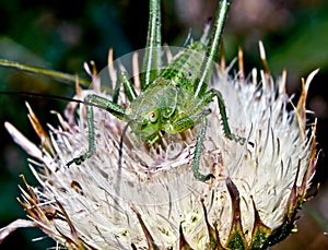 Small green grasshopper.