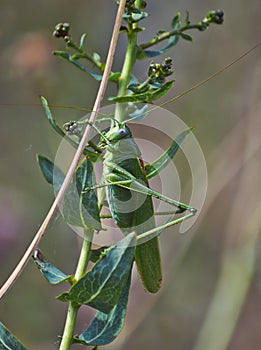 Small green grasshopper on grass.