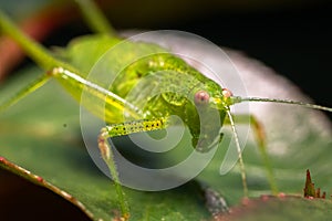 Small green grasshopper on a leaf