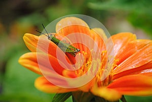 Small green grasshopper on orange marigold flower