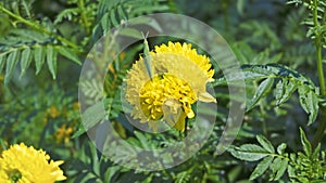 Small green grasshopper perched on a yellow marigold.