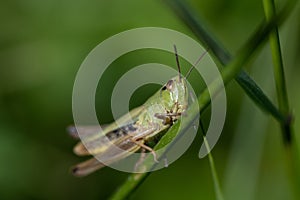 A small green grasshopper Pseudochorthippus is sitting on a blade of grass. The insect is looking forward towards the viewer.