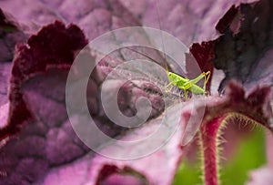 Small green grasshopper on a purple leaf of heuchere photo