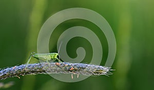 A small green grasshopper sits on a blade of grass, in front of a green background in nature