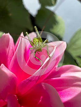 Small green grasshopper Tettigonia viridissima on a pink flower. Macro