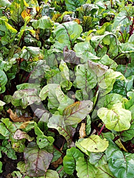 Small green growing beetroot Beetroot grows in the soil in the garden.Beetroot grows at the vegetable garden Close-up macro bokeh.
