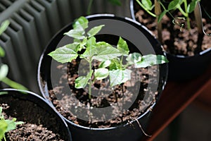 Small Green Homegrown Seedlings in a Private Greenhouse, Closeup