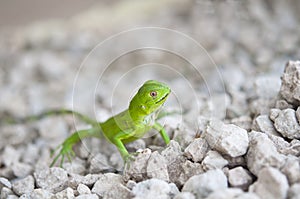 Small green iguana close up