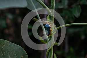 Small green insect climbing a branch