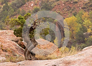 A small green juniper tree grows on top of a sandstone boulder while in the distance cottonwoods show their autumn color